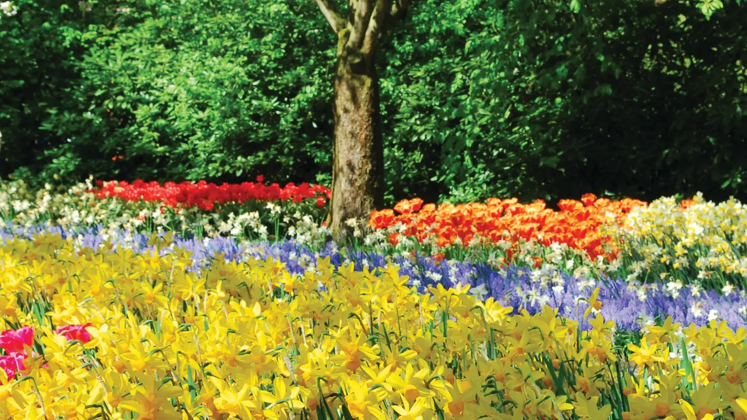 A spring border at Keukenhof gardens, drifts of pink tulips, yellow daffodils and blue grape hyacinths beneath a blossoming tree